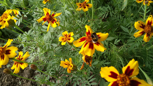 L’immaginazione come organo della conoscenza