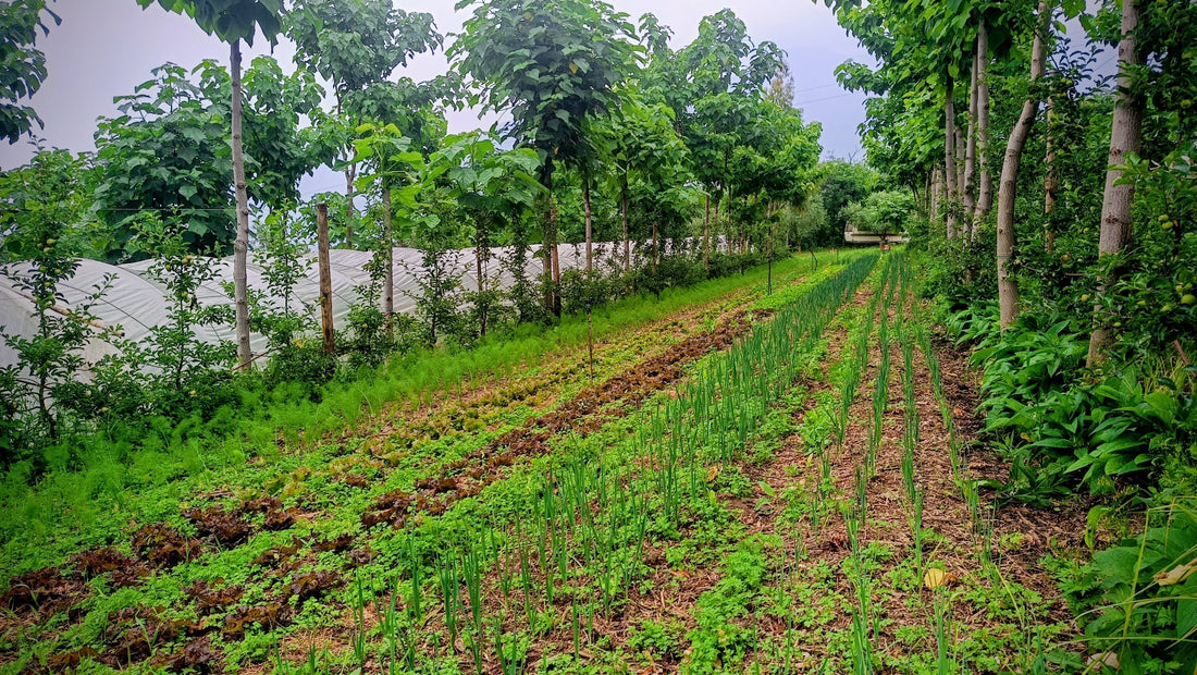 Quando le parole orientano le pratiche e diventano radici