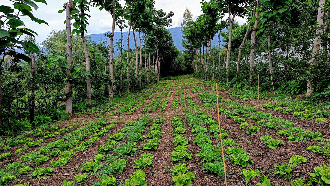 La bioforca e l'arte della lavorazione minima (il NO-DIG)