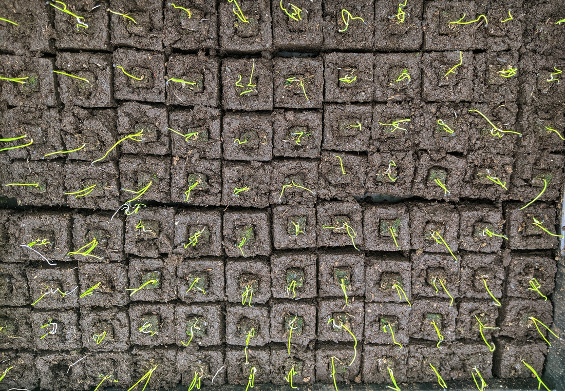 Le piantine stanno crescendo, ed io?