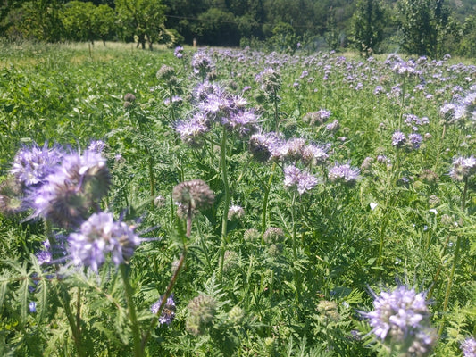 Sovescio e colture di copertura nell’orto